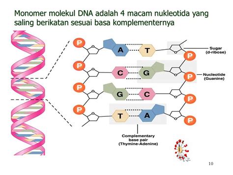 contoh rna RNA mirip dengan DNA, perbedaanya terletak pada : 1